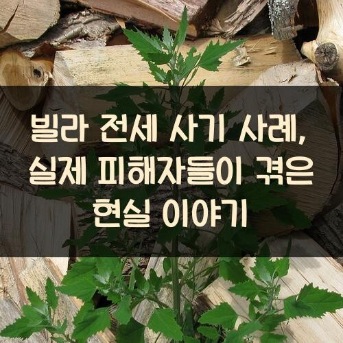 빌라 전세 사기 사례, 실제 피해자들이 겪은 현실 이야기
