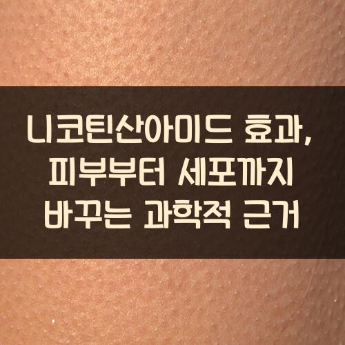 니코틴산아미드 효과, 피부부터 세포까지 바꾸는 과학적 근거