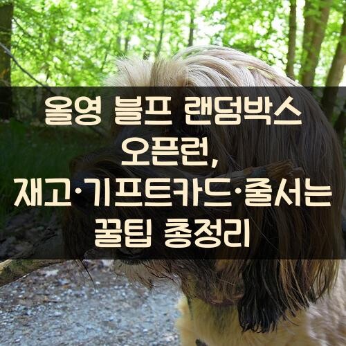 올영 블프 랜덤박스 오픈런, 재고·기프트카드·줄서는 꿀팁 총정리