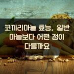 코끼리마늘 효능, 일반 마늘보다 어떤 점이 다를까요?