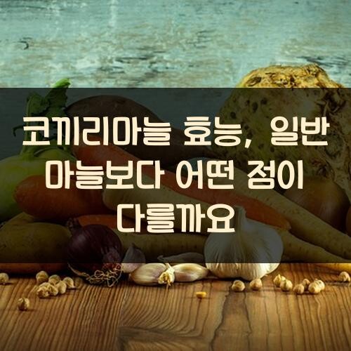 코끼리마늘 효능, 일반 마늘보다 어떤 점이 다를까요?