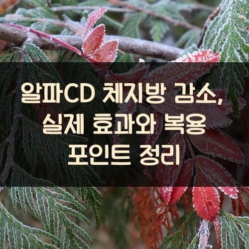 알파CD 체지방 감소, 실제 효과와 복용 포인트 정리