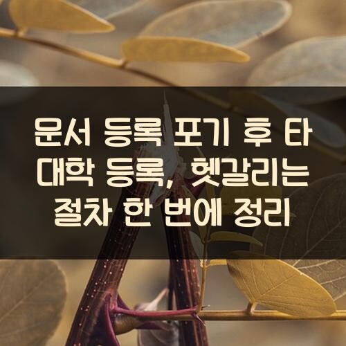 문서 등록 포기 후 타 대학 등록, 헷갈리는 절차 한 번에 정리