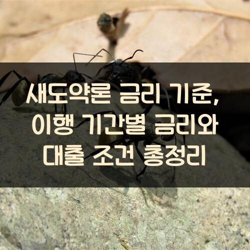 새도약론 금리 기준, 이행 기간별 금리와 대출 조건 총정리